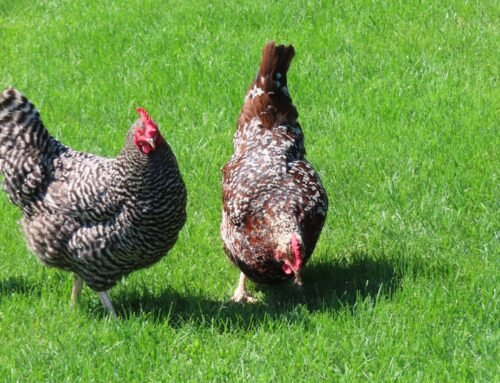 Can Chickens Eat Weeds? – Backyard Poultry