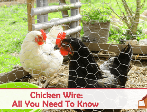 What Is Chicken Wire: When to Use It for Your DIY Chicken Coop and Alternatives