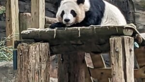 China to send giant pandas to Atlanta again