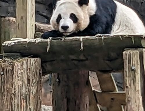 China to send giant pandas to Atlanta again