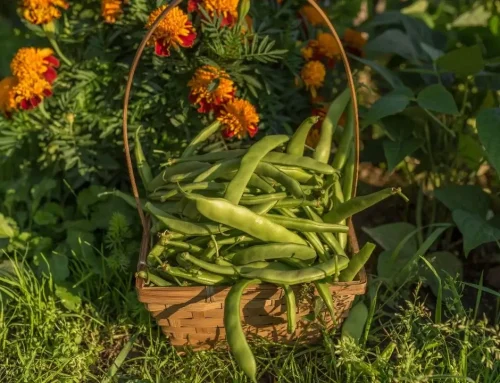 What We’re Planting In May