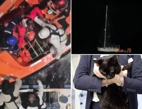 Cruise passengers witness terrifying rescue at sea as stranded man an…