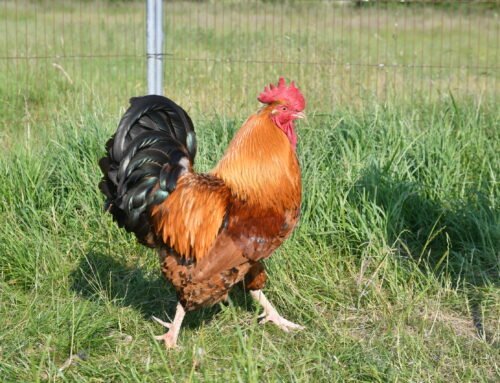 Red Mites and Autopsies – Backyard Poultry