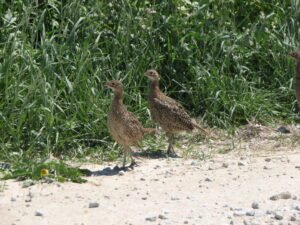 Decades of August roadside surveys in Iowa show wildlife and habitat …