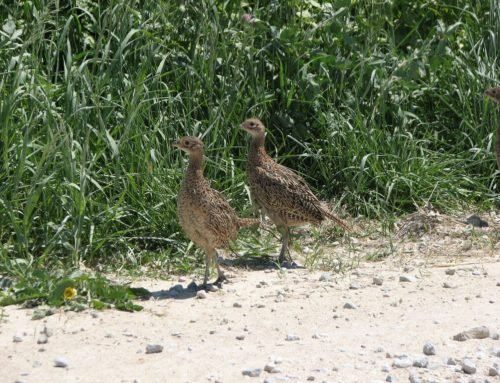 Decades of August roadside surveys in Iowa show wildlife and habitat …