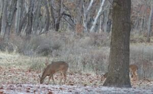 Deer hunters welcome cooler, drier conditions as muzzleloader season …