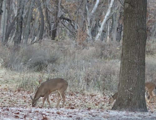 Deer hunters welcome cooler, drier conditions as muzzleloader season …