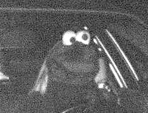 Driver Dressed Like Cookie Monster Seen Speeding on Camera in Germany