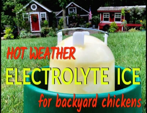 Hot Weather Electrolyte Ice for Backyard Chickens