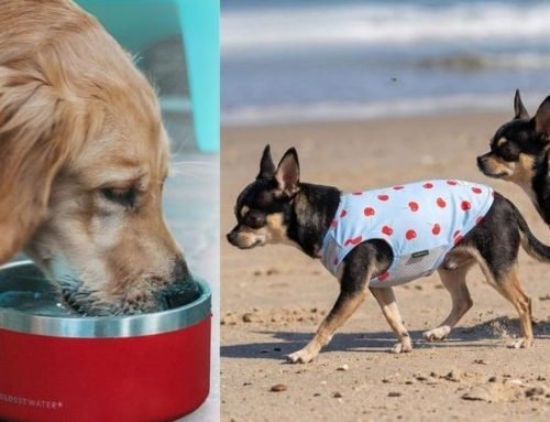 Excessive Heat Can Be Dangerous To Pets, So Keep Them Cool With These…