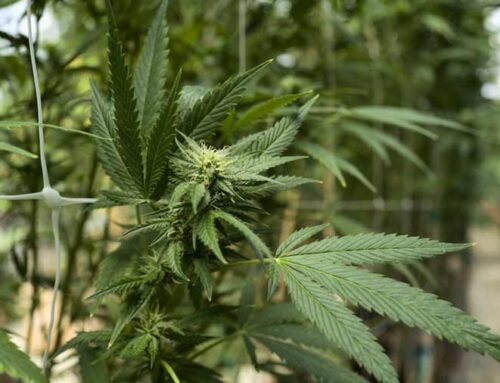 Fake Idaho cannabis company ponzi scheme shut down by the Feds