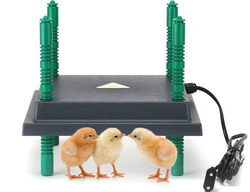 How to use a Brooder Heating Plate for baby chicks.
