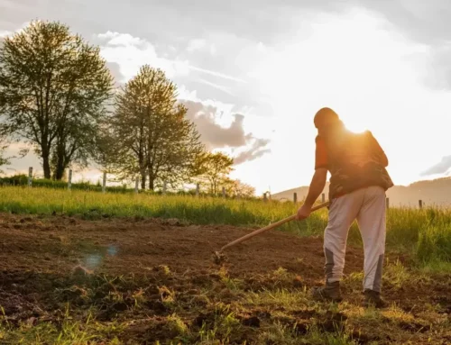 What to Do Now for Healthy Soil