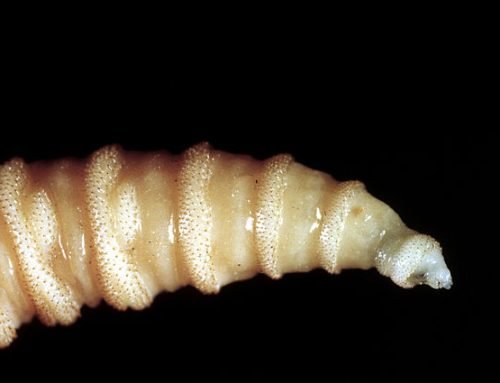 Flesh-eating screwworms are feasting on pets; 4 dogs and cat attacked…