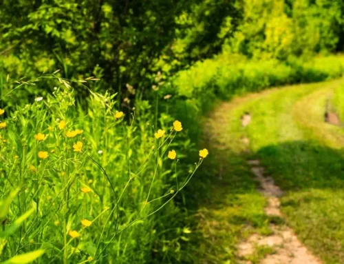 Forest Farming: Why it Might Make Sense for Your Land