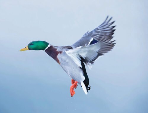 New Genetic Studies Reveal that Wild Ducks Are Getting Watered Down – Garden & Gun