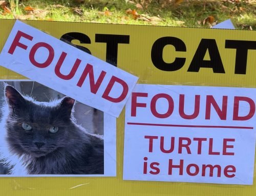 Greenwich cat missing for 571 days finally reunited with family