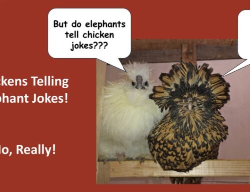 Chickens Telling Elephant Jokes! No, Really! — Randy’s Chicken Blog