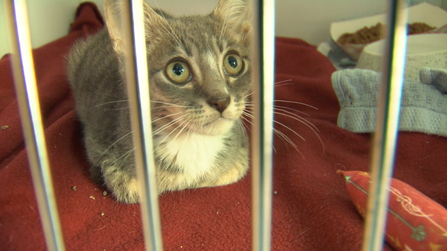 Hillsborough Pet Resource center at 600% capacity for cats, waiving f...