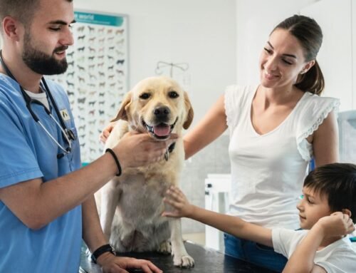 How to be a responsible dog owner at the vet, according to an expert