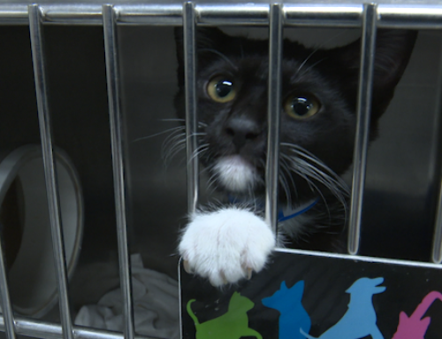 Huntsville Animal Services staff say they’re running out of space for…