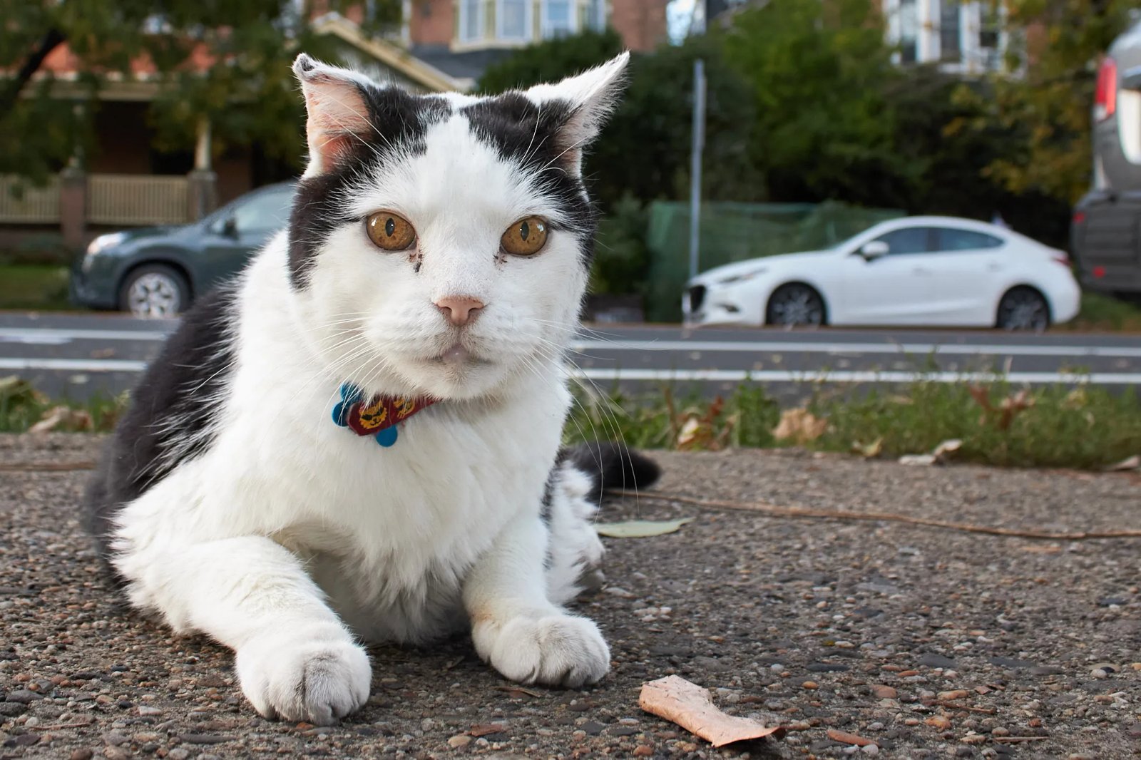 Philly’s Cedar Park neighborhood and its cat culture