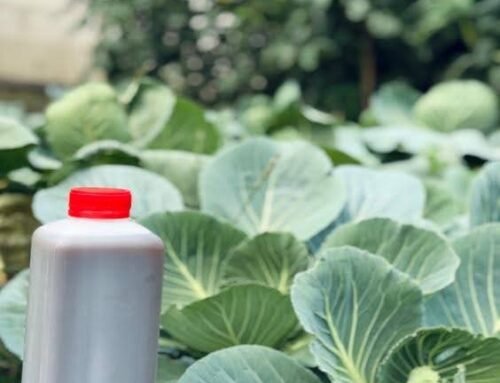 How Integrated Nutrient Management Bridges Sustainable Farming