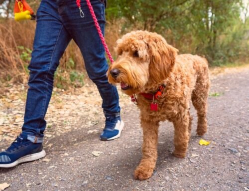 If you want to reduce leash pulling, this trainer says these are the …