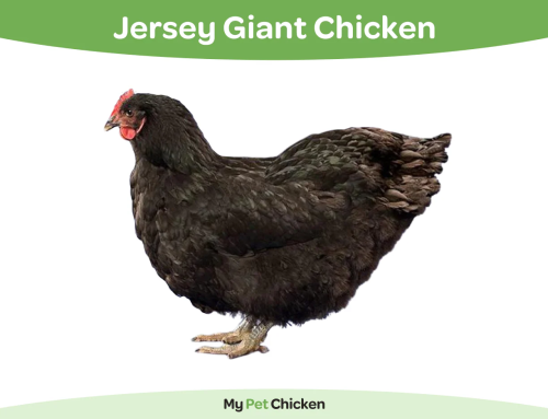 Jersey Giant Chicken Breed: The Complete Guide