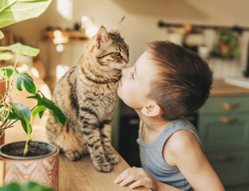 Do cats know we love them? An expert has the answer