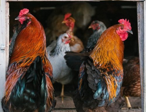 Pecking Order in Chickens with Gail Damerow