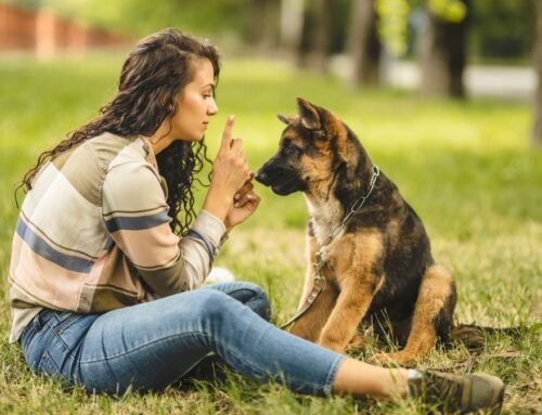 Make puppy training more enjoyable and successful with this trainer’s…