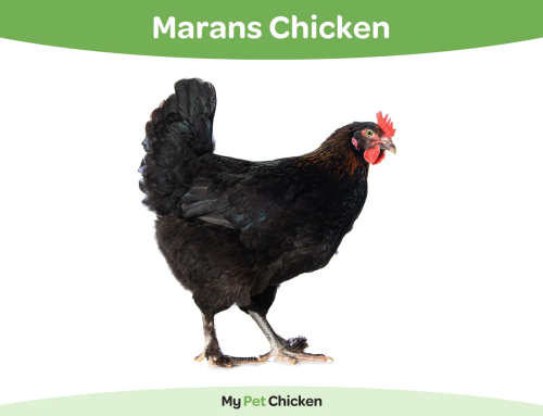 Marans Chicken Breed: The Ultimate Guide