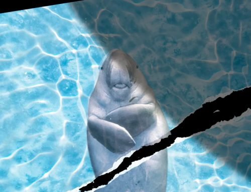 Marine Animals in the Strait of Hormuz Don’t Get a Ceasefire