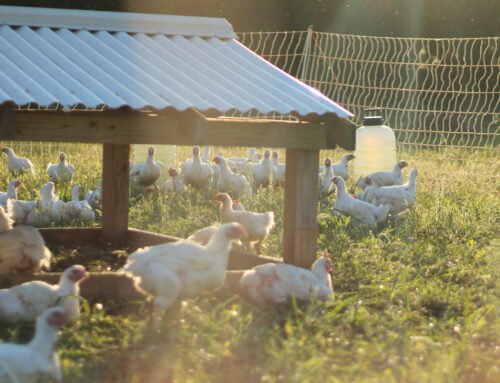 Nutritional Needs of Cornish Cross Meat Chickens with Gail Damerow