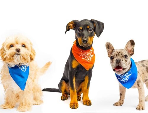 Meet Puppy Bowl 2025 adoptable doggy players