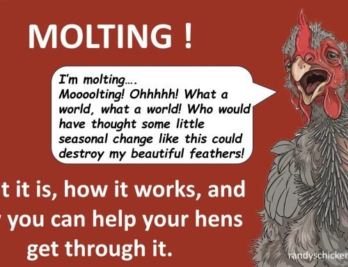Molting: Why Your Hens Do It and How You Can Help Them — Randy’s Chicken Blog