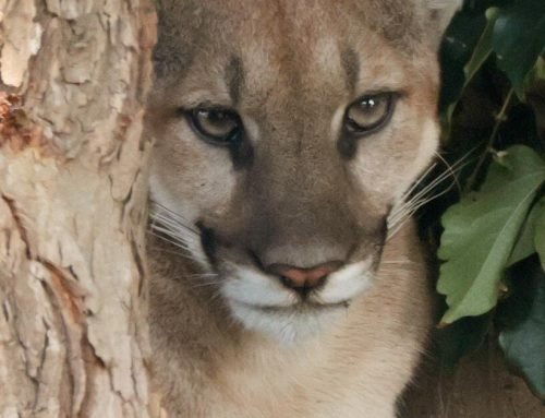 Mountain lion safely captured after strolling through San Dimas neigh…