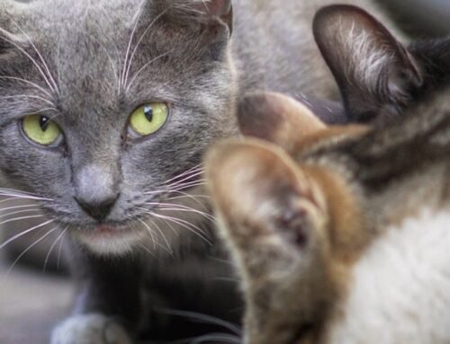 NYC Council puts $500K toward controlling cat population