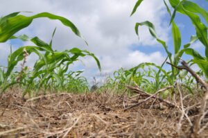 National group releases cover crop tool modeled after Iowa ‘batch and…