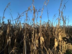 Nearly half of Iowa corn acres harvested 