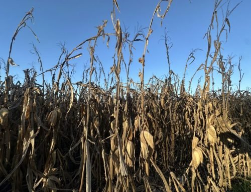 Nearly half of Iowa corn acres harvested 