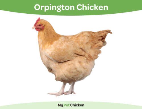 Orpington Chicken Breed: The Ultimate Guide