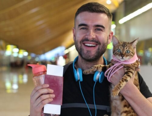 Planning on taking a plane trip with your cat? This trainer’s travel routine will help ensure things run smoothly