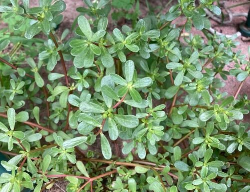 Are These Food Producing Plants Growing on Your Homestead? — Homesteading Family