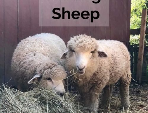 Raising Sheep Warms You Twice Timber Creek Farm –