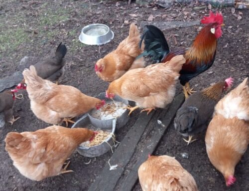 Richard’s Chickens: February Chicken Keeper Feature