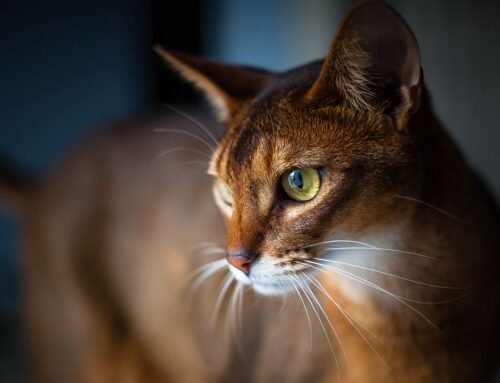 32 fun facts about Abyssinian cats