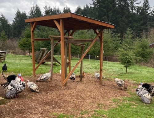 Turkey Housing Options – Murray McMurray Hatchery Blog