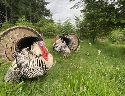 What to Expect When Raising Turkeys